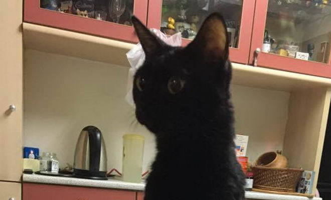 Ensinando meu gato a andar