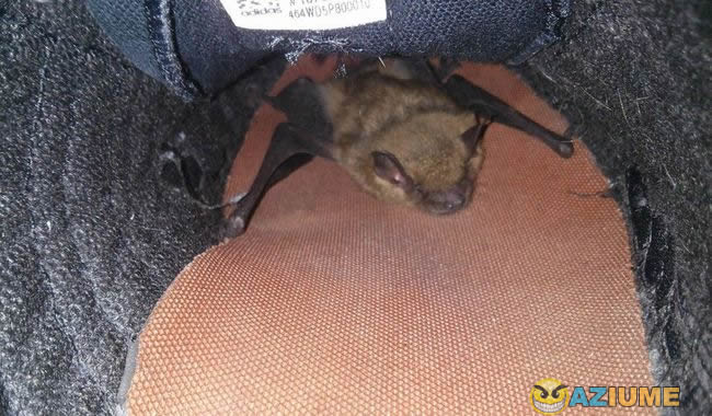 Eu senti algo estranho no meu sapato nesta manhã Eu senti algo estranho no meu sapato nesta manhã