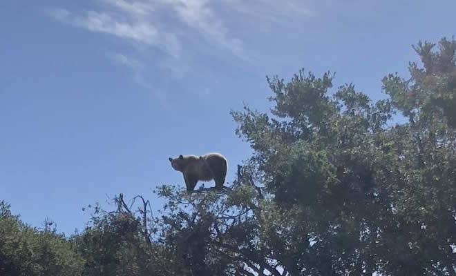 Quando o urso foi criado por macaco