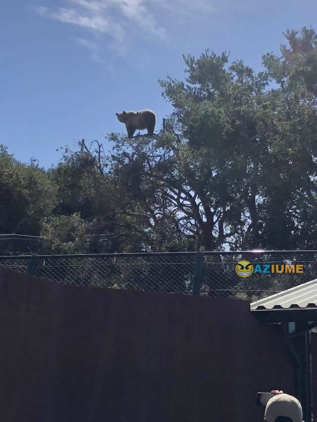 Quando o urso foi criado por macaco Quando o urso foi criado por macaco