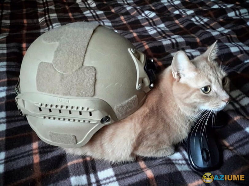 Caracóis de guerra Caracóis de guerra