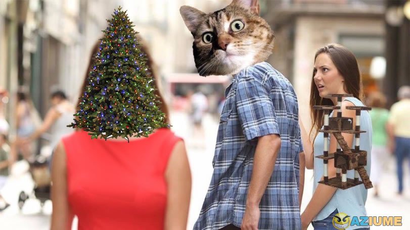 O que os gatos gostam no natal O que os gatos gostam no natal