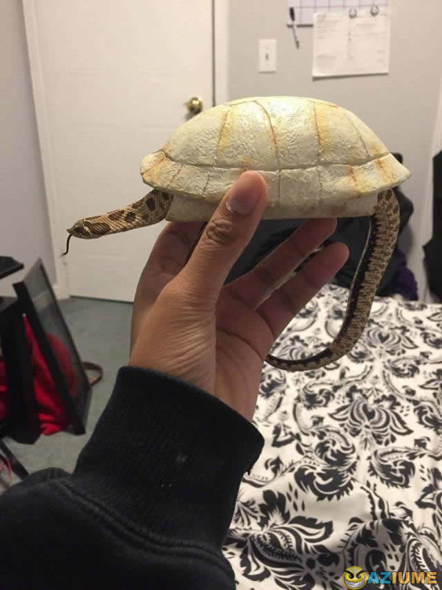 Nova espécie de tartaruga Nova espécie de tartaruga