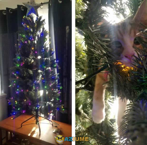 Ache o gato Ache o gato