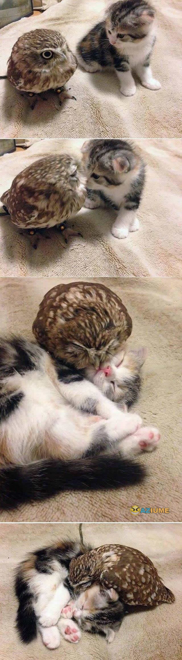 Aqui não tem preconceito Aqui não tem preconceito