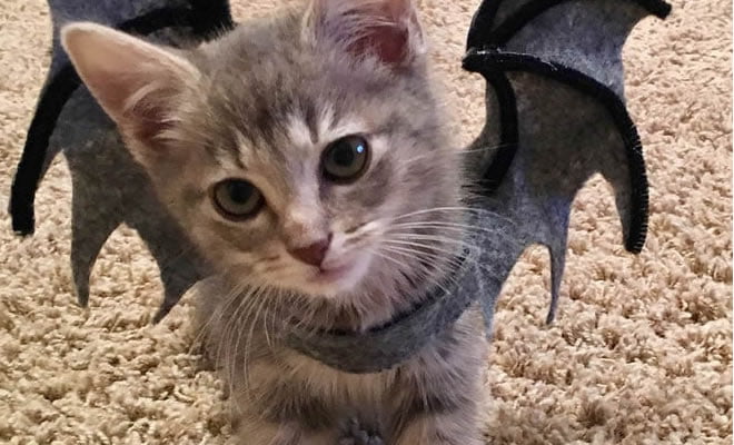 Dorgas larguei, agora sou um morcego!