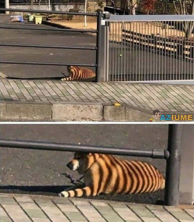 Quase morri quando vi essa foto Quase morri quando vi essa foto