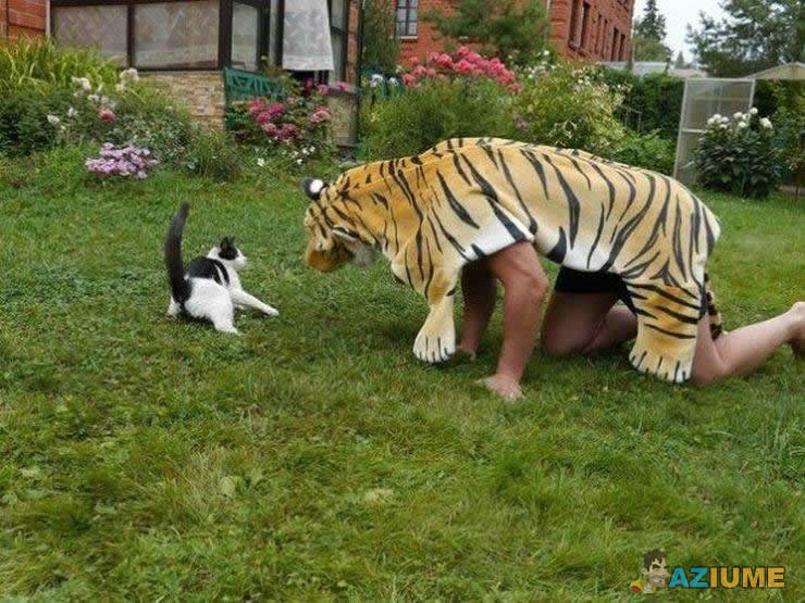 Dica de como assustar seu gato Dica de como assustar seu gato