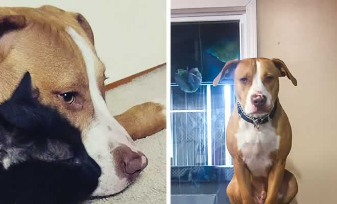 Pitbull com hábitos de gato Pitbull com hábitos de gato