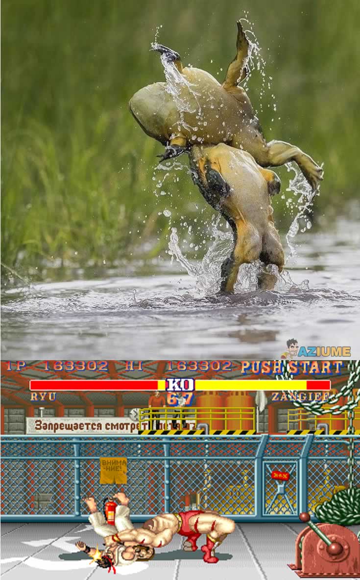 Sapo brigando Sapo brigando