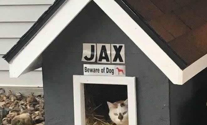 Jax o cachorro bravo Jax o cachorro bravo