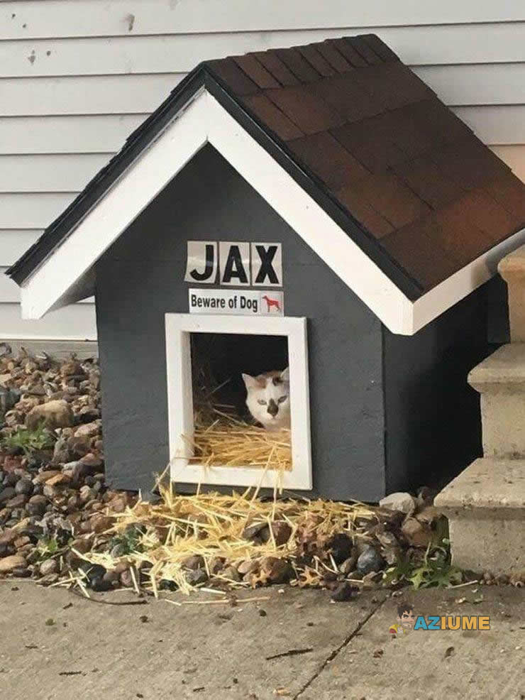 Jax o cachorro bravo Jax o cachorro bravo