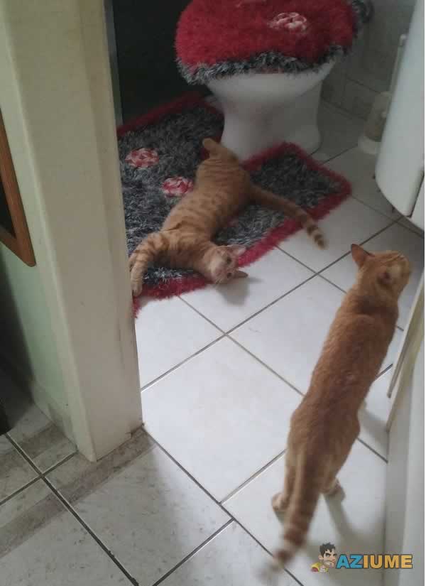 O incrível caso do gato que se multiplicar