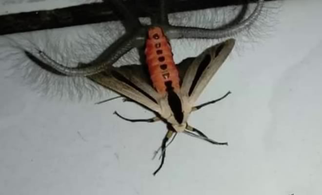 Quando você descobriu que essa mariposas faz isso