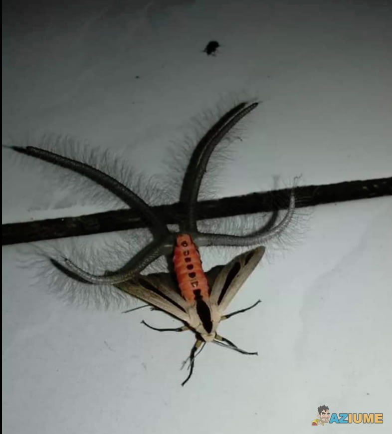 Quando você descobriu que essa mariposas faz isso