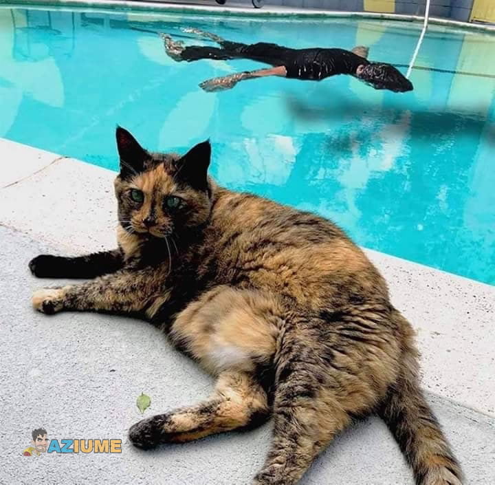 Vejam a reação desse gato ao ver seu dono se afogando