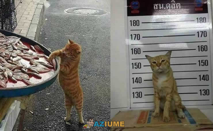 Ladrão de peixe é preso