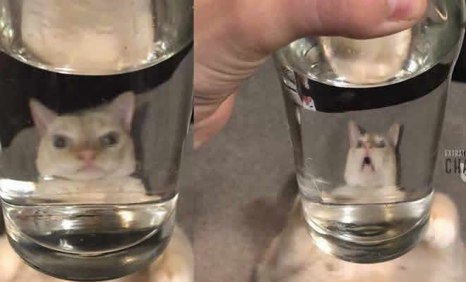 Brincando com o gato