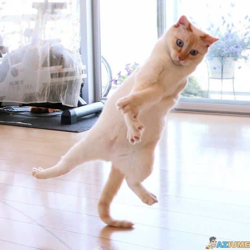 Gato dançando break