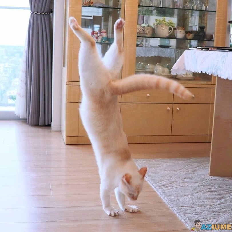 Gato dançando break