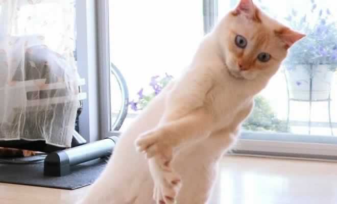 Gato dançando break