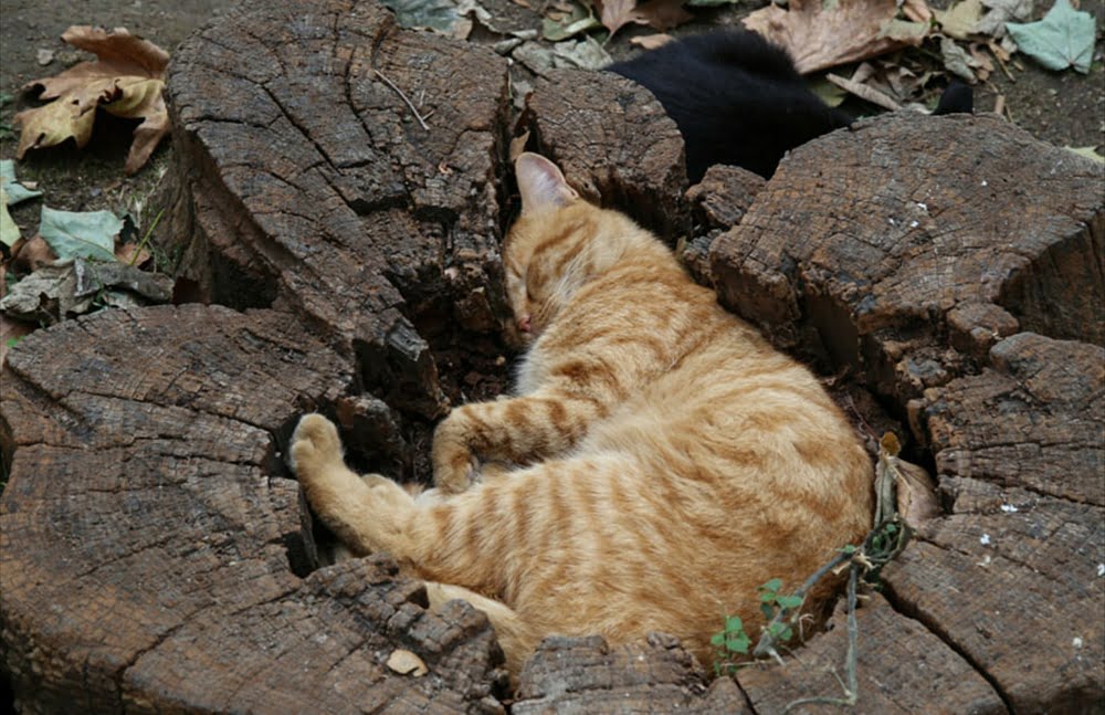Todos os gato adora preencher a lacuna