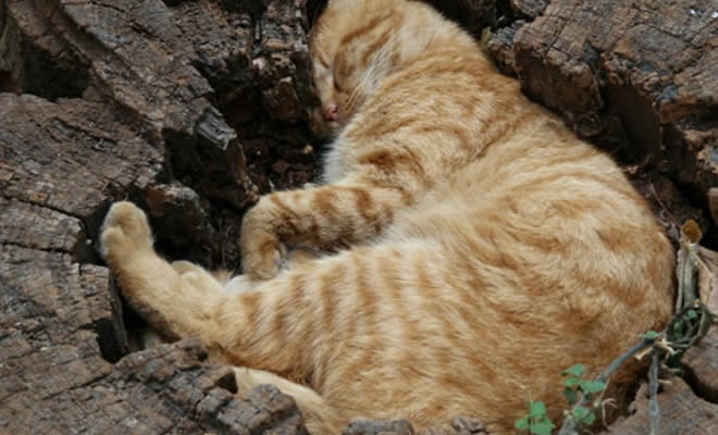 Todos os gato adora preencher a lacuna Todos os gato adora preencher a lacuna