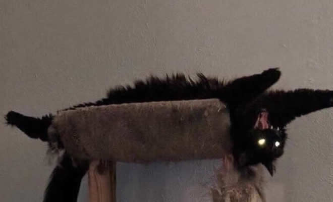 Quando você cria um demônio em casa