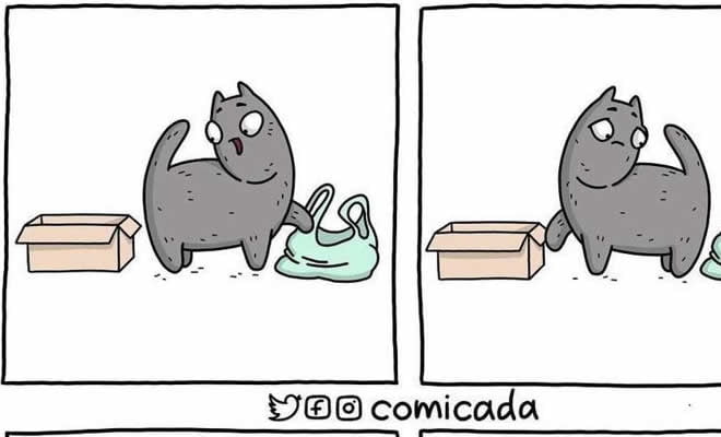 Quando o gato precisa fazer uma escolha