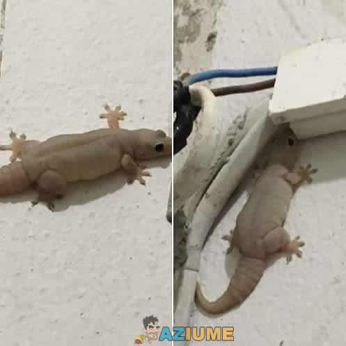 Apenas uma lagartixa obesa