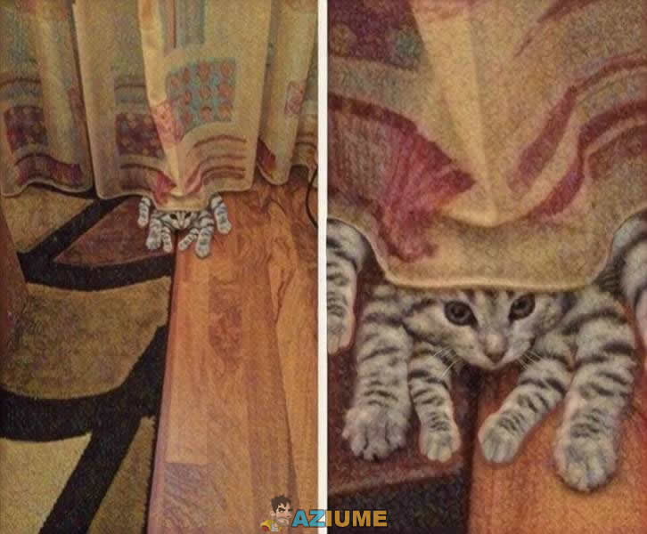 Gatos nascem para trollar seres humanos
