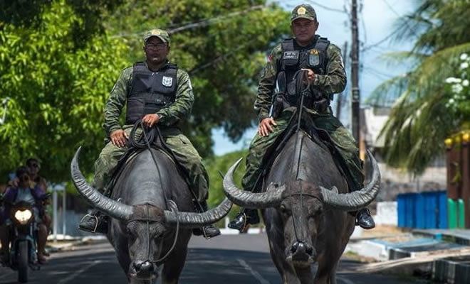 Polícia militar usando búfalos para patrulhar Polícia militar usando búfalos para patrulhar