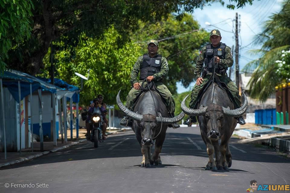 Polícia militar usando búfalos para patrulhar Polícia militar usando búfalos para patrulhar