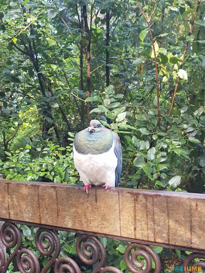Você já viu uma pomba gorda Você já viu uma pomba gorda