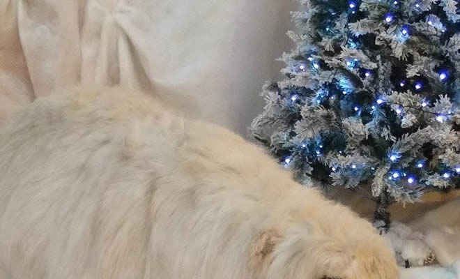 O espírito natalino já chegou na cidade de vocês com as adoráveis decorações?