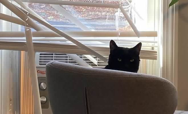 Quando o gato faz bagunça Quando o gato faz bagunça