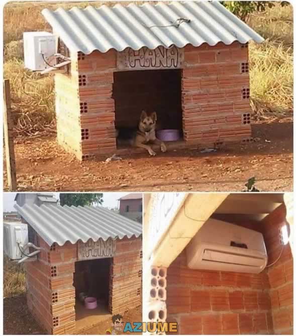 Agora sim a casa do cachorro está perfeita