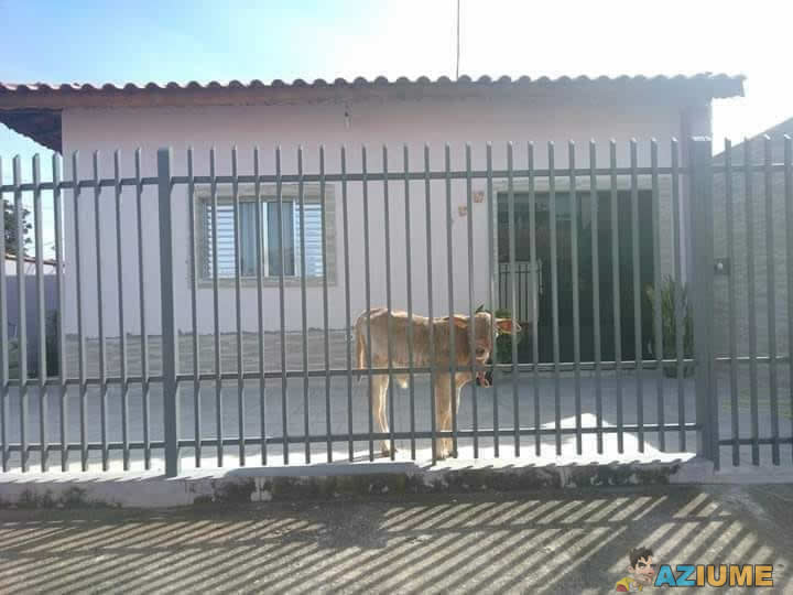Comprei esse cachorro quando estava bêbado