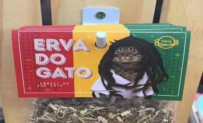 Para acalmar aquele gato que morde tudo e todos