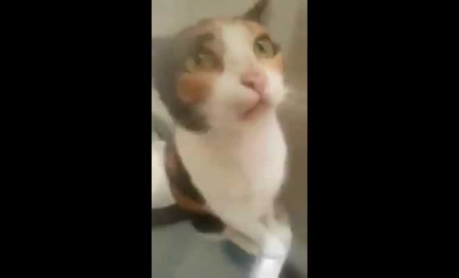 Esse gatinho tomando banho reclamou com todas as letras sobre a situação Esse gatinho tomando banho reclamou com todas as letras sobre a situação