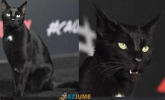 Esse é o gato Salem Esse é o gato Salem