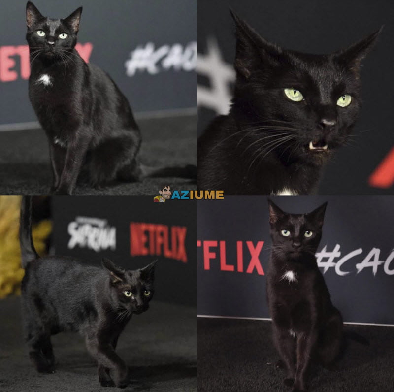 Esse é o gato Salem