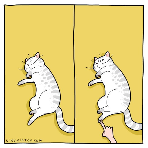 Para quem tem gato em casa vai entender