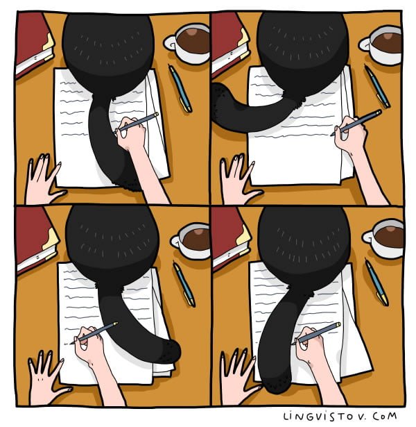 Para quem tem gato em casa vai entender