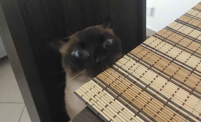 Toda vez que jantamos Sushi Toda vez que jantamos Sushi