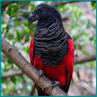 Os papagaio-drácula são perfeito e ainda e podem ser os pássaros mais góticos do mundo