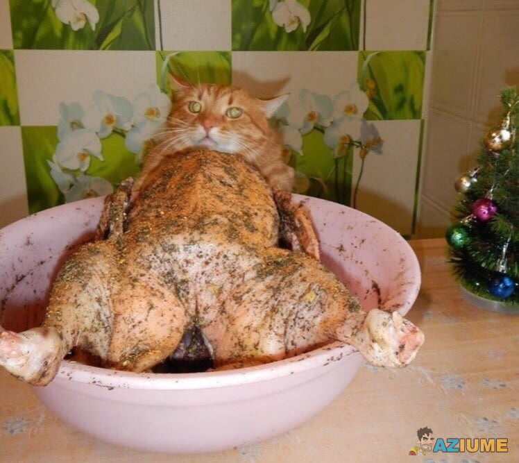 Ilusão de ótica miau