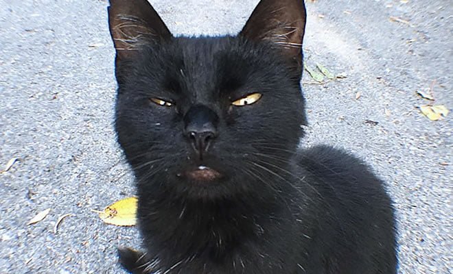 Meu gato me julgado Meu gato me julgado