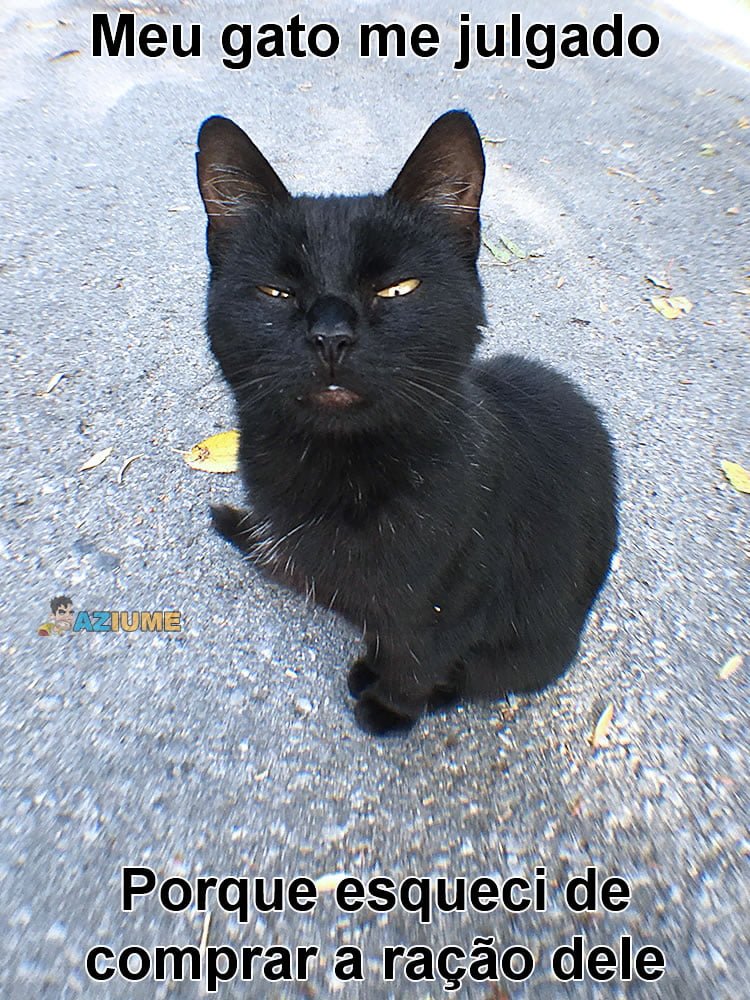 Meu gato me julgado