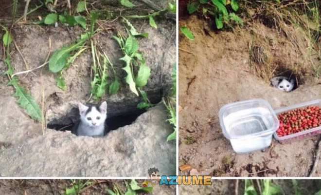 Alimentando gato de rua